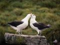 Two Black-browed Albatrosses Courting