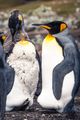 King Penguin with Chick