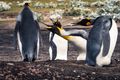 Ostracised King Penguin