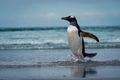 Gentoo Penguin Frolicking on the Beach