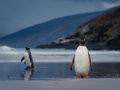 Gentoo and Magellanic Penguins