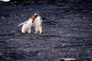 Feeding Time for Gentoo Penguin Chick