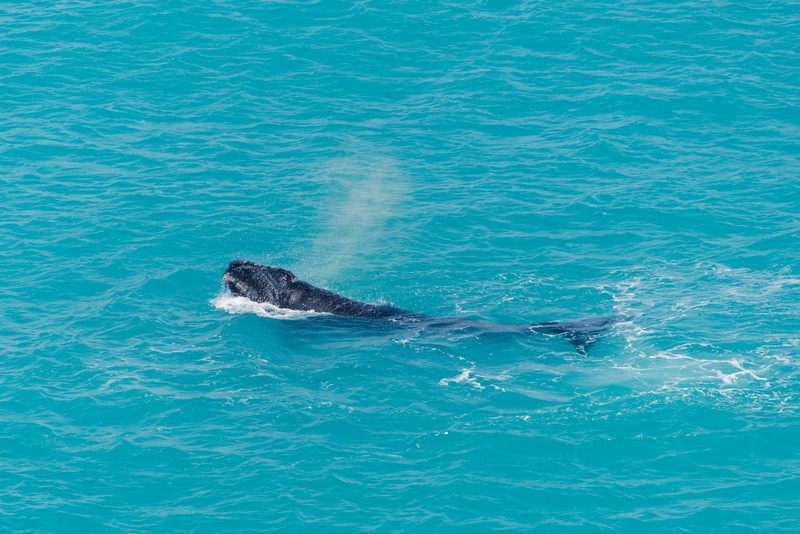 Whale calf playing