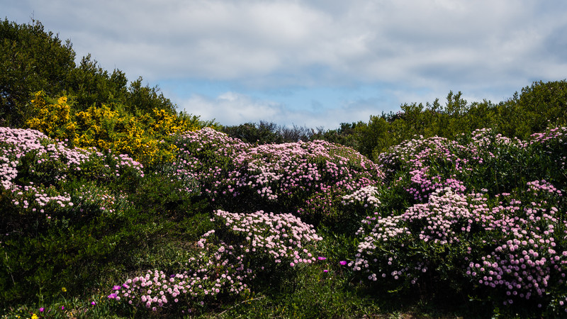 Wildflowers on the Cape to Cape track
