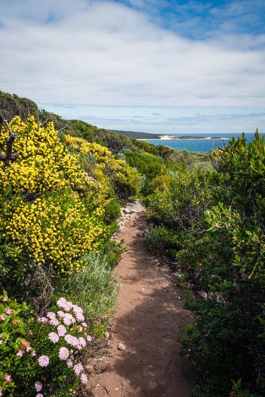 Walking on the Cape to Cape track