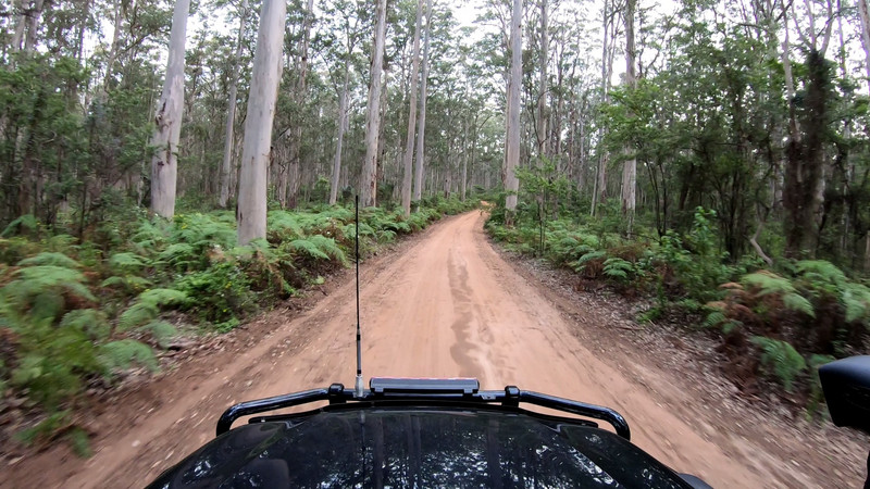 Driving in Boranup Forest