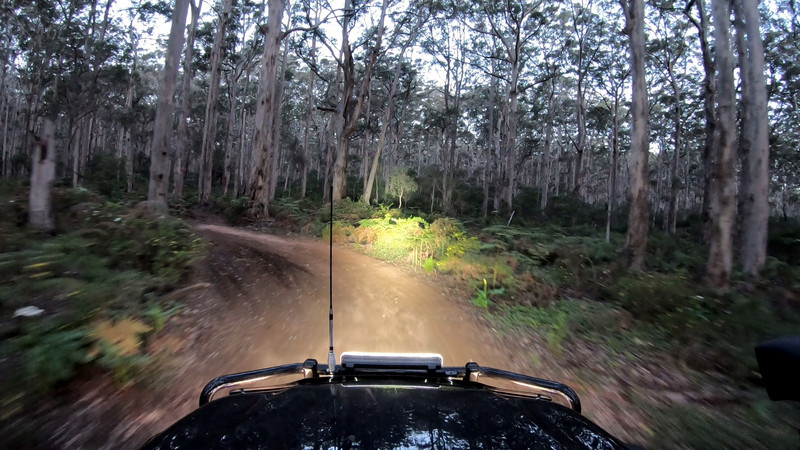 Driving in Boranup Forest