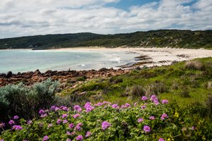 Wildflowers and Smiths Beach