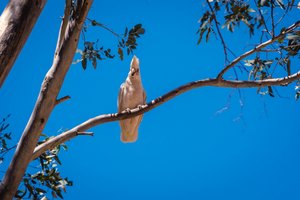 Cockatoo at Arkaroola Waterhole