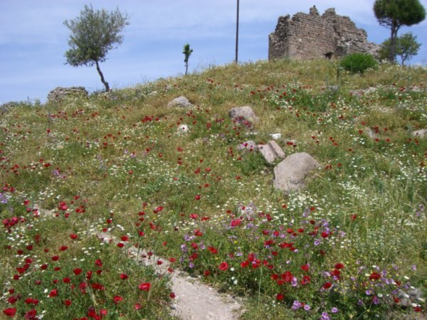 Poppies at Pergamon