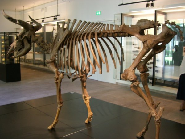 An ancient elk in the National Museum