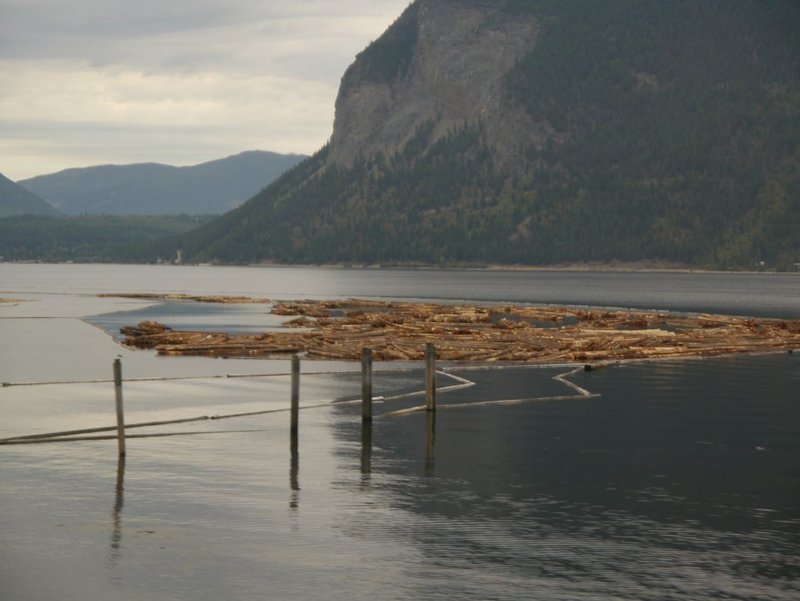 Logs on the Lake