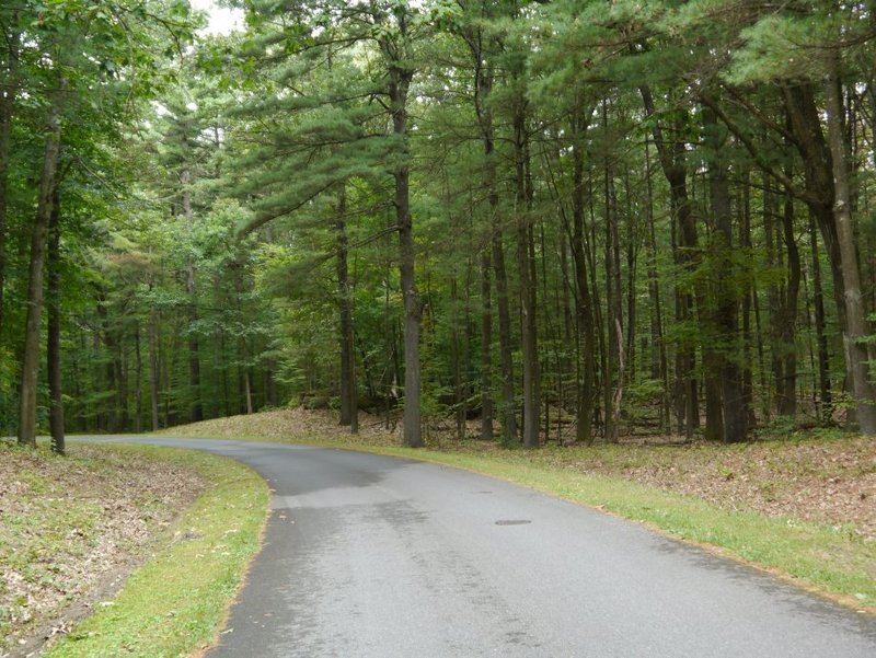 Road through Saratoga park