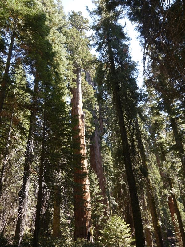 Big Trees