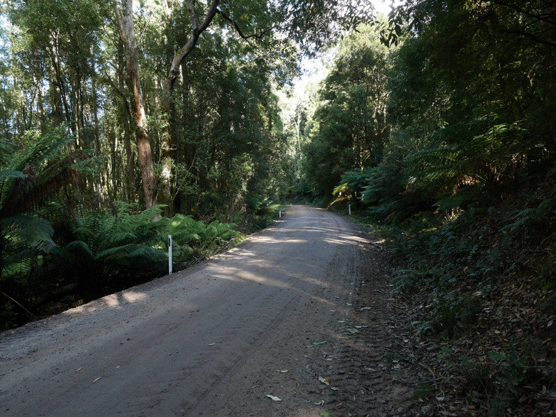 Road through the forests