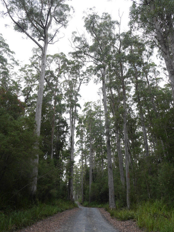 Tall trees on the Western Explorer