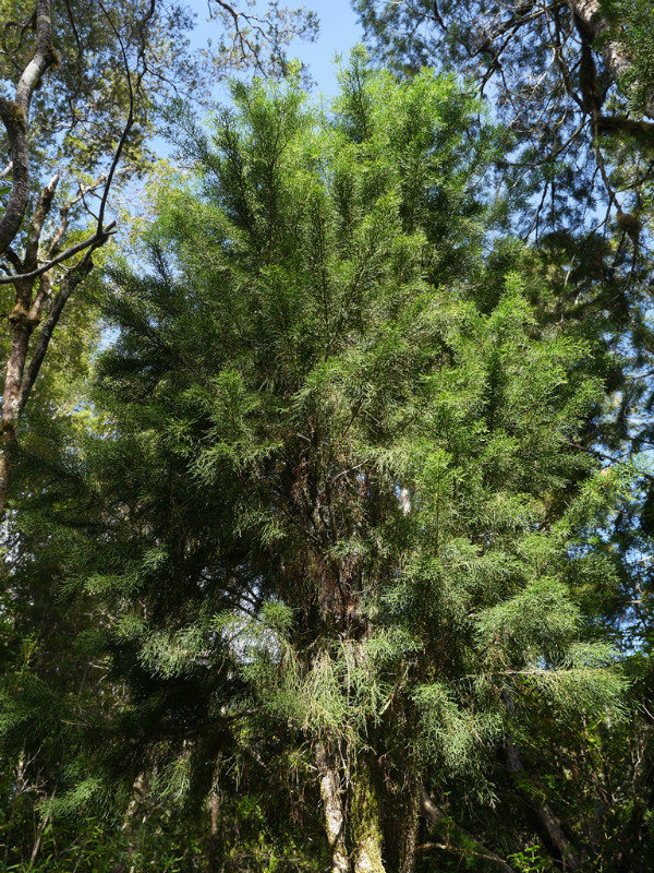 Baby Huon Pine