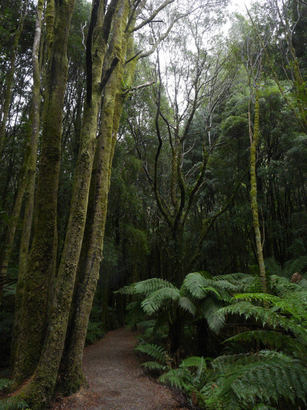 The path to Nelson Falls