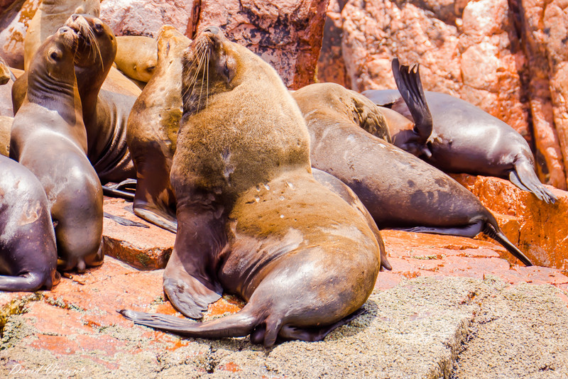Male Sea Lion with his harem