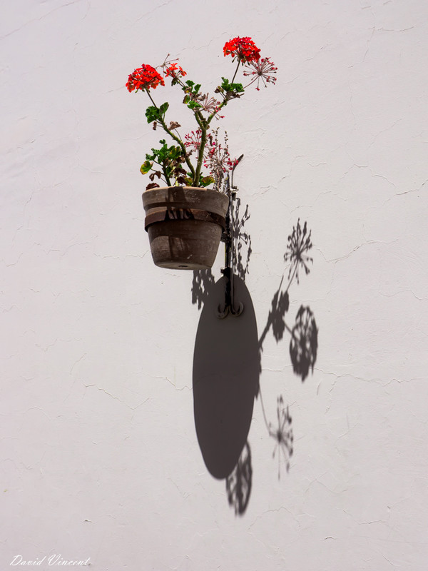 Flower on the wall