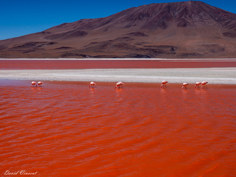 The Red Lagoon