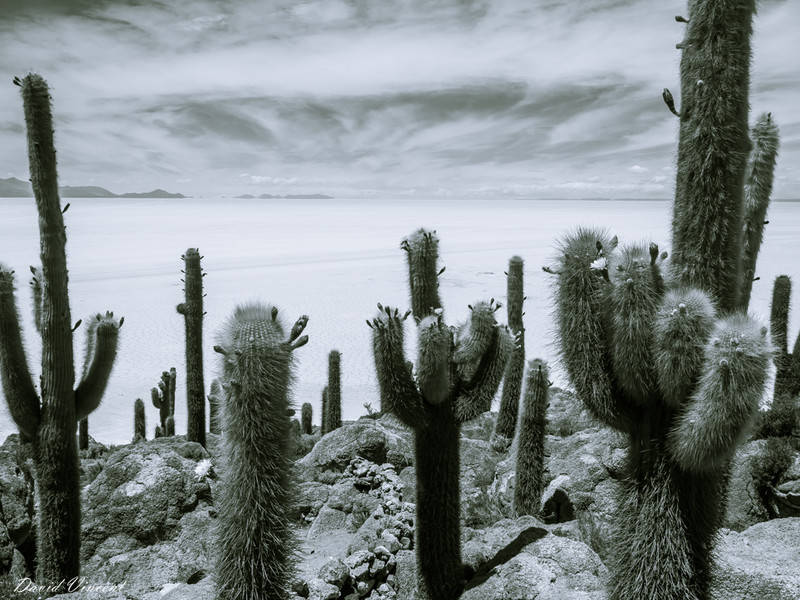 Cactus's and the Salt Flats