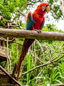Macaw in the animal sanctuary