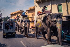 Elephants in the street