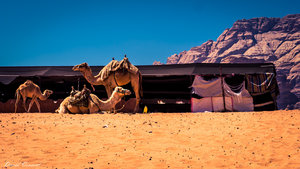 Camel camp