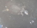 Turtles in the Barron River
