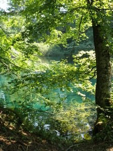 Plitvice Lakes and Trees