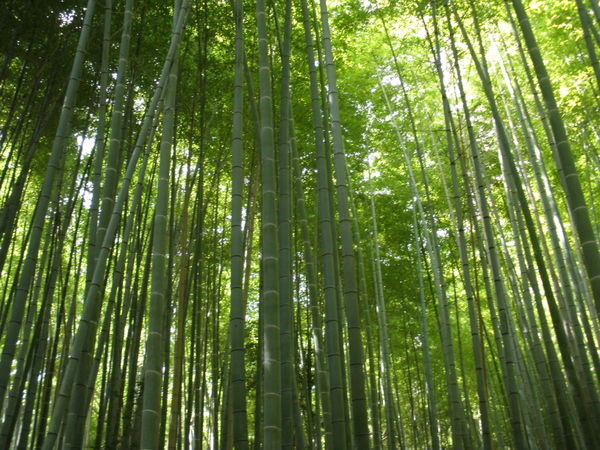 Giant Bamboo Grove