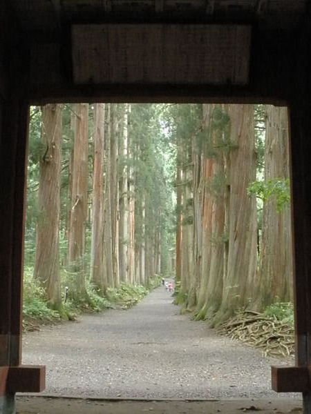 Giant Cedar Corridor - Togakushi