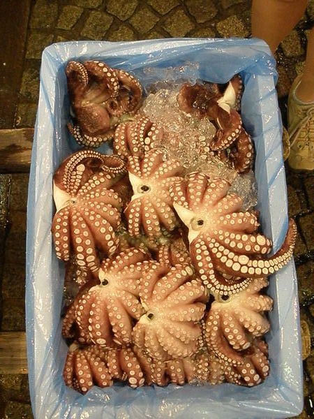 Octopii