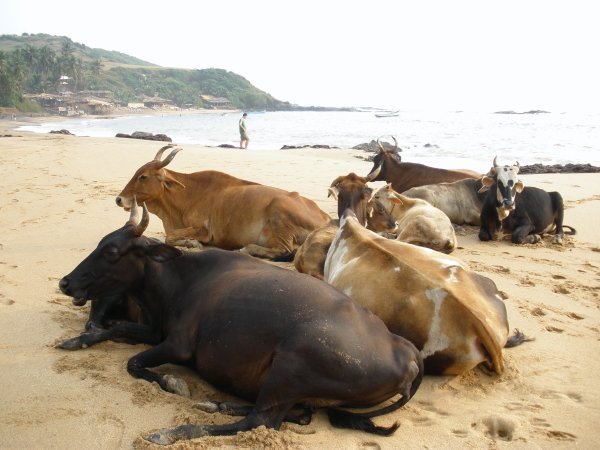 More Typical Goan Locals