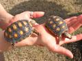 Pet Turtles