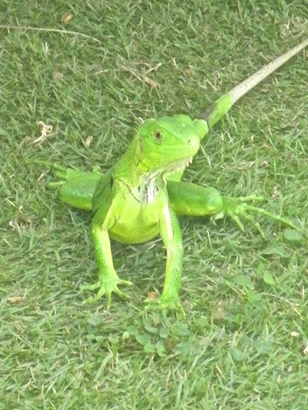 One Very Green Iguana