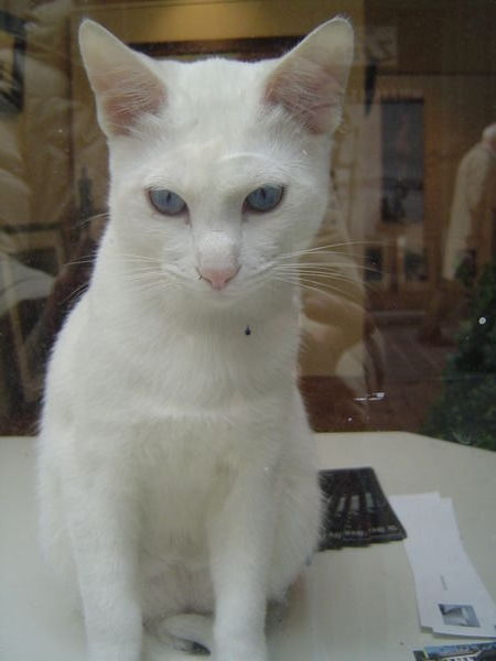 Cat w blue eyes 1