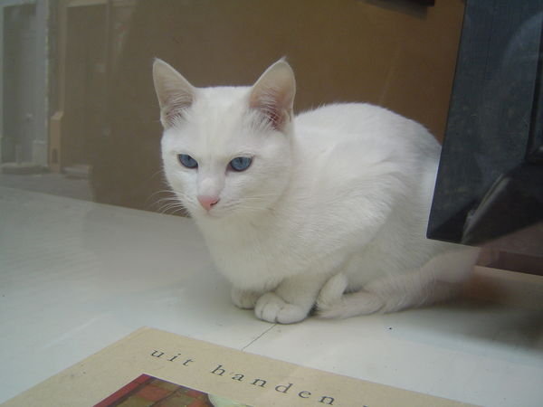 Cat w blue eyes 2