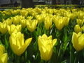 yellow tulips!