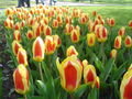 Different coloured tulips