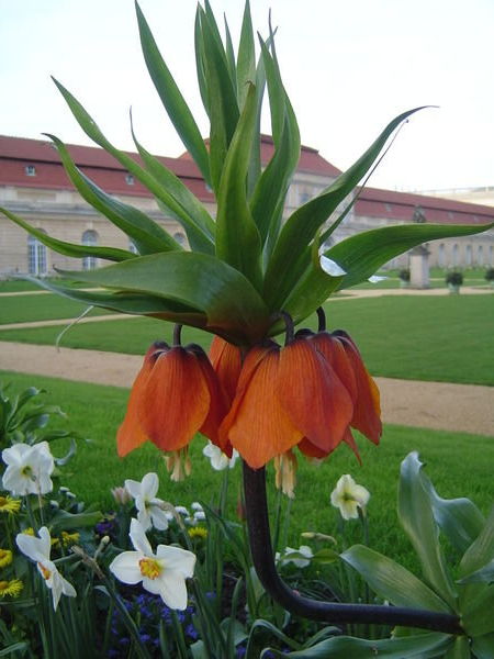 Interesting-looking flower 