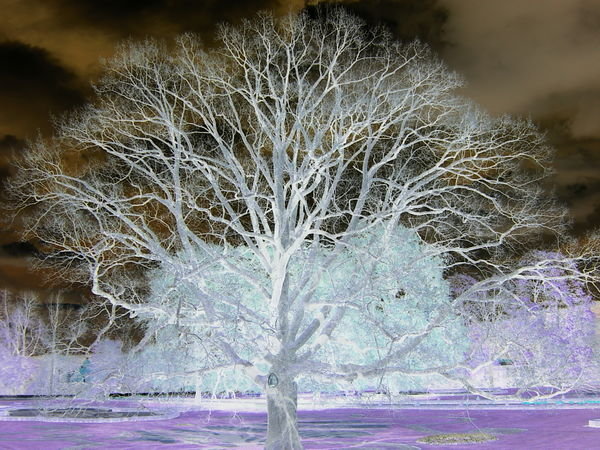 Tree in negative