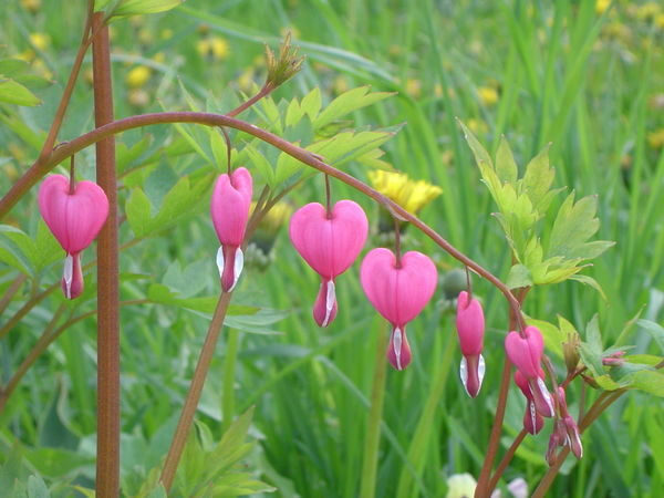 Heart-shaped flowers!