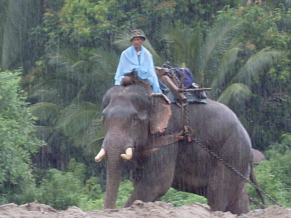 Elephant Working 