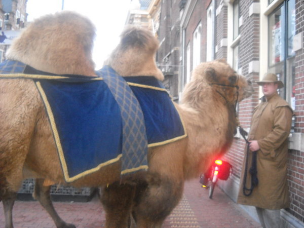 Camels on the streets of Leiden