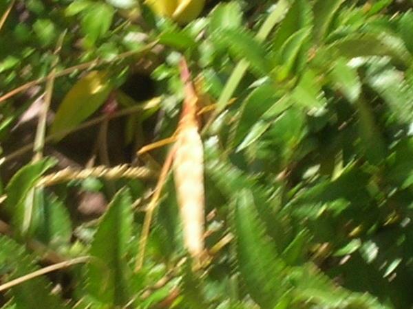 stick insect, do you see it?