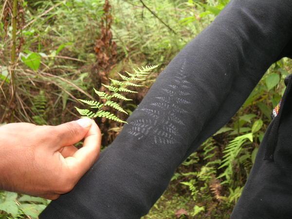 tatto fern (national park)