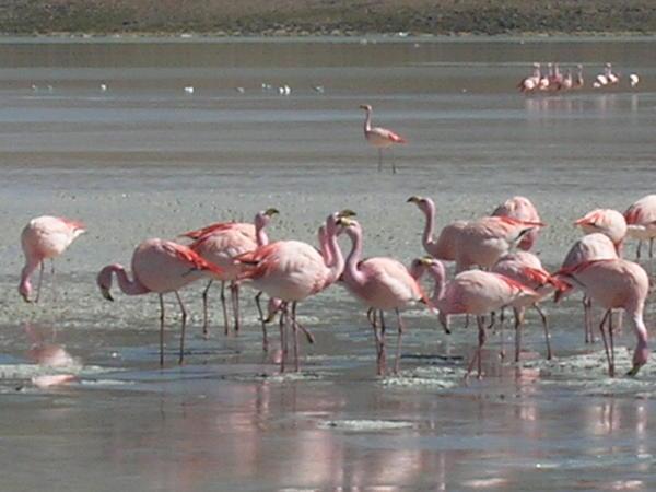 More flamingos!