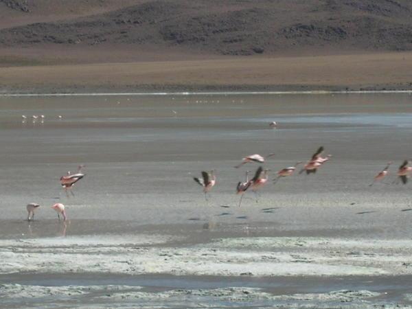 Flamingos III - this time they can fly!